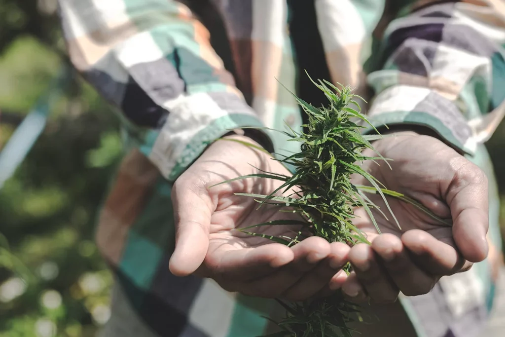 CBD масло при възпаление